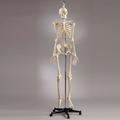 Denoyer-Geppert Anatomical Model, Skel w/Female Pelvis w/18pc Skull Hang Up Mount S55F